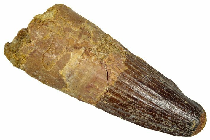 Fossil Spinosaurus Tooth - Feeding Worn Tip #353017